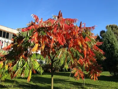 Сумах уксусный (Rhus typhina Dissecta )