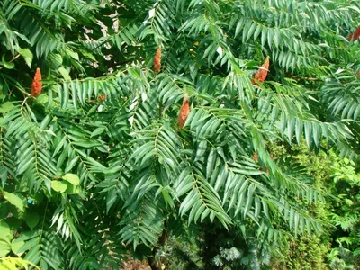 Сумах оленерогий, купить, Rhus typhina, заказать почтой, доставка, Деревья  лиственные Купить растения в Ростове-на-Дону, Интернет-магазин, питомник  растений, хвойные и лиственные, уличные, плодовые и декоративные деревья и  кустарники, растения, цветы ...