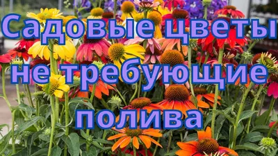 Садовые цветы не требующие полива - YouTube