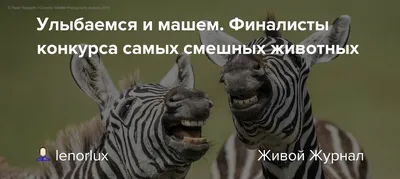 Чуть-чуть утреннего весеннего юмора всем!Улыбаемся и машем!