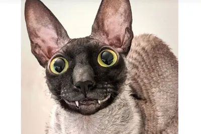 HQ meme : понимающий кот / улыбающийся кот | Пикабу