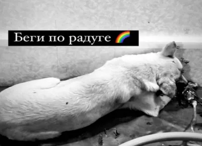 Умерла первая в мире собака с протезами вместо лап, сделанными в  Новосибирске - 