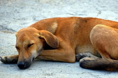 Его ждала участь Муму. Умерла самая старая собака в мире, ей был 31 год |  Природа | Общество | Аргументы и Факты