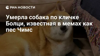 Умерла собака по кличке Болци, известная в мемах как пес Чимс - РИА  Новости, 
