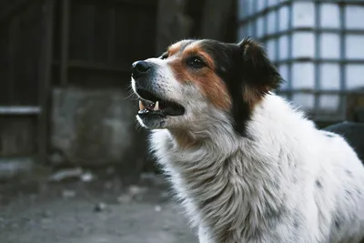 Кремация собак – похороны собаки от Диора. Как хоронят собак?