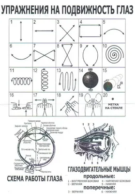 ГИМНАСТИКА ДЛЯ ГЛАЗ ПО МЕТОДИКЕ М.С. НОРБЕКОВА (используется в комплексном  лечении вывиха атланта, косоглазия, миопии, гиперметропии, снятии усталости  и напряжения с глаз) | Клиника позвоночника и стопы в Белгороде