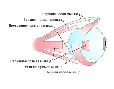 Близорукость (миопия) у детей » Официальный сайт ГБУЗ РБ Детская  поликлиника №6