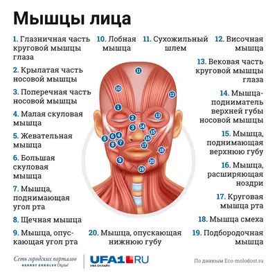 Силиконовый тренажер для подтяжки мышц рта, тренажер для губ, массажный  тренажер для лица, упражнения для губ против морщин, уход за лицом |  AliExpress