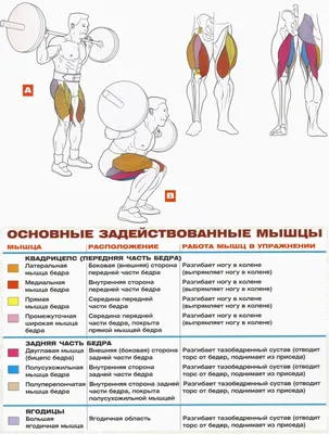 Десять лучших упражнений для красивых ног и ягодиц в домашних условиях -  РИА Новости Спорт, 