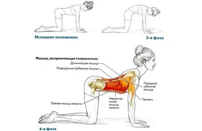 Упражнения для спины: 10 простых упражнений | ФИТНЕС ПУТЕВОДИТЕЛЬ "OLD-GYM"  | Дзен
