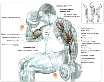 Сгибание рук с гантелями хватом "молоток" | Персональные комплексы  упражнений