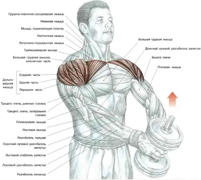 Топ-5 упражнений для мышц груди с гантелями: убираем дряблость рук и  подмышек | Фитнес с GoodLooker | Дзен