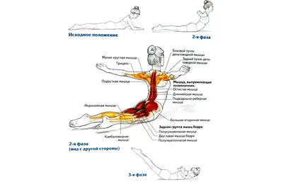 Упражнения для спины дома для женщин картинки