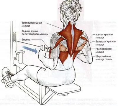 Упражнения для здоровой спины - оборудование Starfit