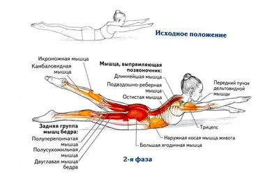 Упражнения для укрепления мышц спины | Фитнес и питание | Дзен