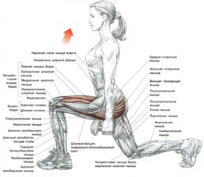 Убираем дряблость внутренней части бедра: 8 эффективных упражнений | Фитнес  с GoodLooker | Дзен