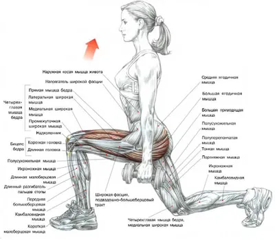 Упражнения на внутреннюю часть бедра: в домашних условиях и в зале