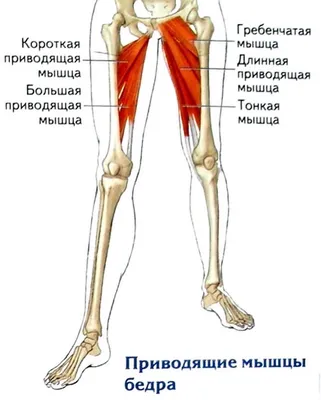 5 упражнений для внутренней поверхности бедра