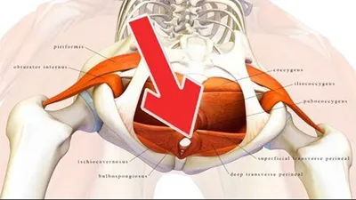 Упражнения Кегеля – способ решения мужских проблем