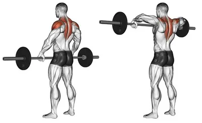 Как правильно качать плечи? Программа лучших упражнений на дельты |  Фитсевен | Дзен