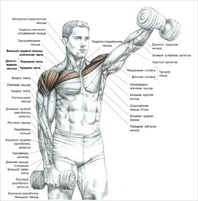 Топ-10 изолирующих упражнений на плечи: техника и рекомендации по  выполнению | Тренировка с гантелями, Тренировки, Силовые упражнения