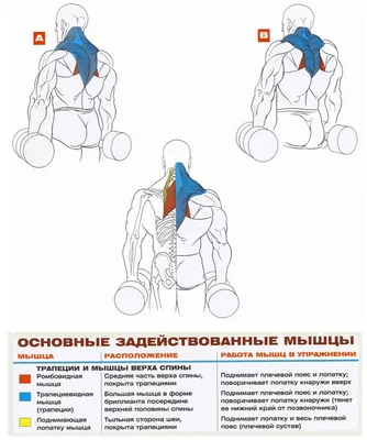 Упражнения на спину и плечи — правильные техники для укрепления спины