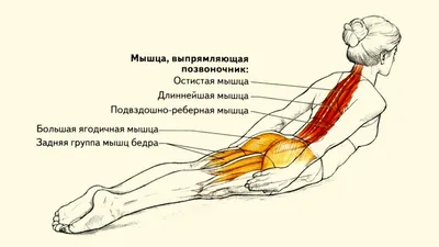 Упражнения для спины: 10 простых упражнений | ФИТНЕС ПУТЕВОДИТЕЛЬ "OLD-GYM"  | Дзен