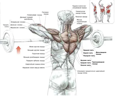 Топ-5 упражнений на плечи со штангой для дома и зала | Упражнения,  Упражнения на плечи, Мужские тренировки