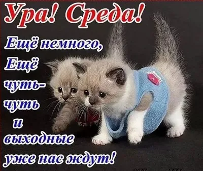 Открытка "Ура! Среда! Ещё немного, ещё чуть чуть и выходные уже нас ждут!"  | Открытки, Веселые картинки, Смешной юмор