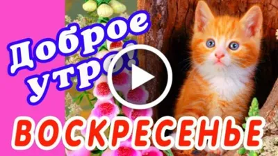 Видеооткрытка УРА ВОСКРЕСЕНЬЕ! ДОБРОГО УТРА