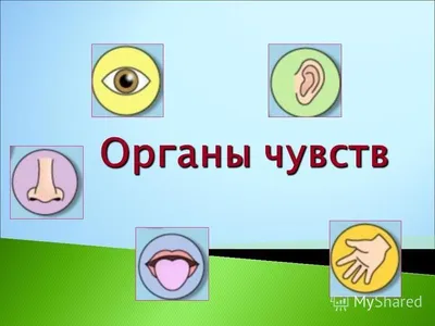 Презентация на тему: "Урок окружающего мира 3 класс Сотникова Лилия  Владимировна, учитель начальных классов МКОУ «Щучинская СОШ»". Скачать  бесплатно и без регистрации.