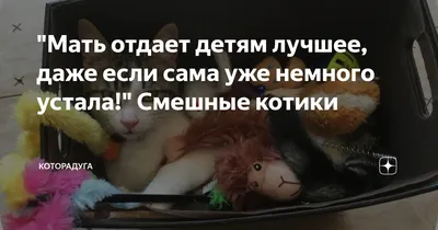 Мать отдает детям лучшее, даже если сама уже немного устала!" Смешные  котики | Которадуга | Дзен