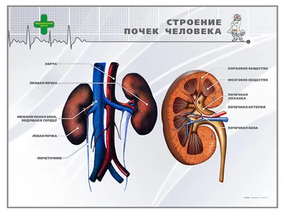 Мышечная система человека (анатомия человека) плакат глянцевый А2+, плотная  фотобумага от 200г/м2 - купить с доставкой по выгодным ценам в  интернет-магазине OZON (261977293)