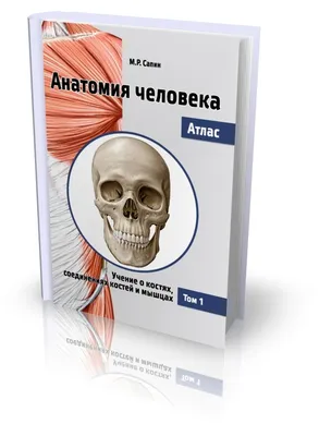 Деревянный набор с карточками «АНАТОМИЯ ЧЕЛОВЕКА» – купить за 640 руб |  Монтессори Кроха