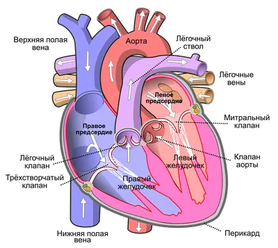 Строение сердца человека, круги кровообращения - YouTube