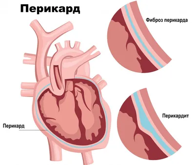 Анатомия: Сердце. Строение сердца