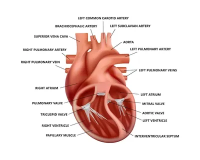 Анатомия: Сердце. Строение сердца