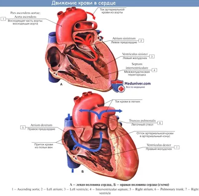 Сердце : нормальная анатомия | e-Anatomy