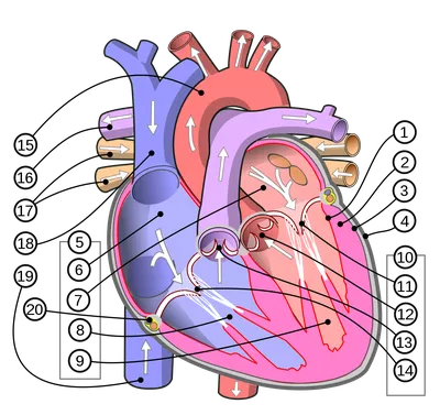 Клапаны сердца — Википедия