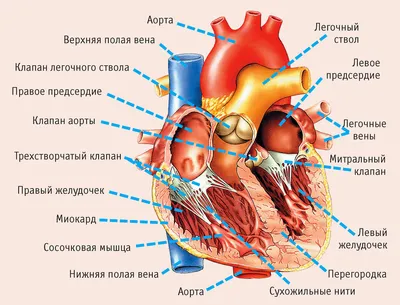 Строение сердца человека: внешнее и внутреннее, функции