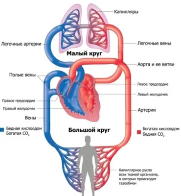 Желудок человека — Википедия