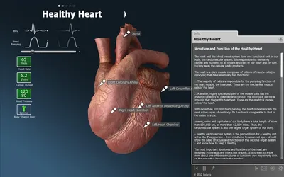 Сердце : нормальная анатомия | e-Anatomy