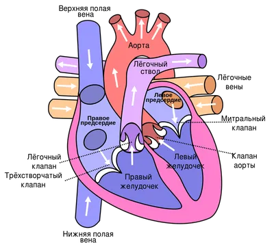 Сердце : нормальная анатомия | e-Anatomy