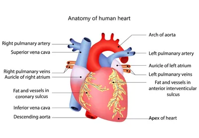 Плановое и экстренное коронарное шунтирование в Израиле : Armedical