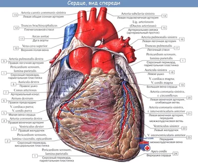 Сердце человека: где находится, как выглядит и работает, почему может болеть