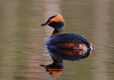 Утки с красным хохолком (57 фото) | Winter bird, Bird watching, Bird