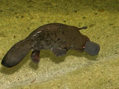 PLATYPUS: the first BEAST consisting of oddities - YouTube