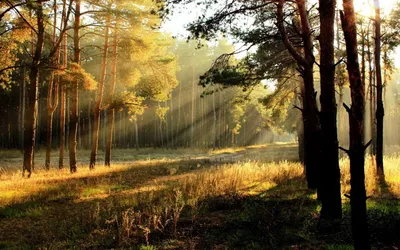 Утренний лес / Рассвет в летнем лесу