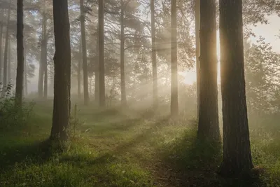 Туманная лесная дорожка / Утренний лес в тумане