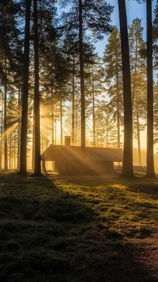 Утренний Сосновый лес - фото и картинки: 29 штук